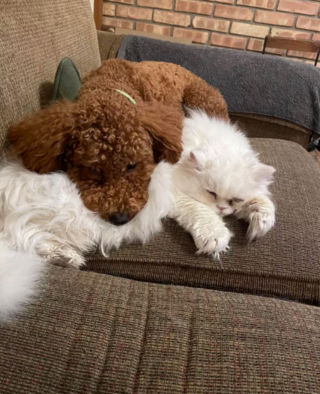 Illustration de l'article : 17 couples touchants de chiens et chats inséparables