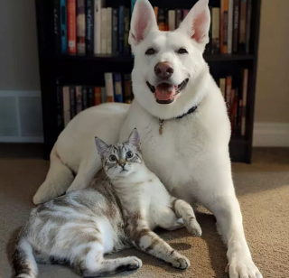 Illustration de l'article : 17 couples touchants de chiens et chats inséparables