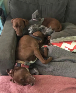 Illustration de l'article : 17 couples touchants de chiens et chats inséparables