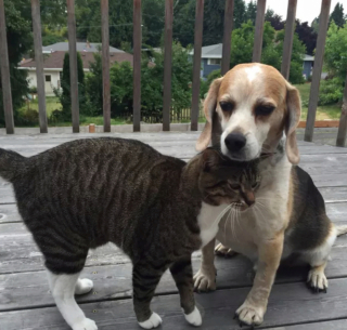 Illustration de l'article : 17 couples touchants de chiens et chats inséparables