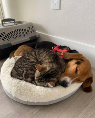 Illustration de l'article : 17 couples touchants de chiens et chats inséparables