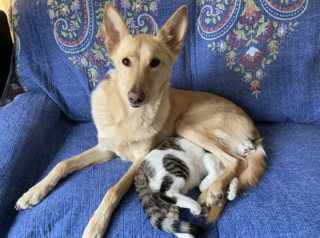 Illustration de l'article : 17 couples touchants de chiens et chats inséparables