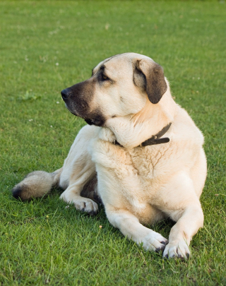 Illustration de l'article : 13 parmi les races de chiens les plus imposantes