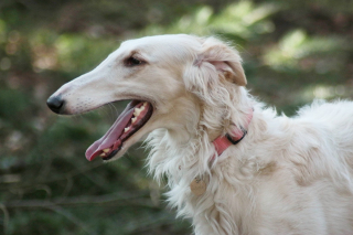 Illustration de l'article : 13 parmi les races de chiens les plus imposantes