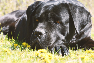 Illustration de l'article : 13 parmi les races de chiens les plus imposantes