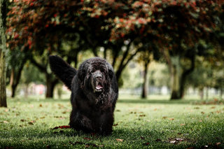 Illustration de l'article : 13 parmi les races de chiens les plus imposantes