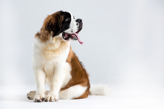Illustration de l'article : 13 parmi les races de chiens les plus imposantes