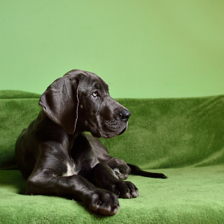 Illustration de l'article : 13 parmi les races de chiens les plus imposantes