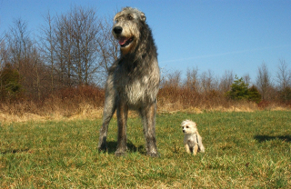 Illustration de l'article : 13 parmi les races de chiens les plus imposantes