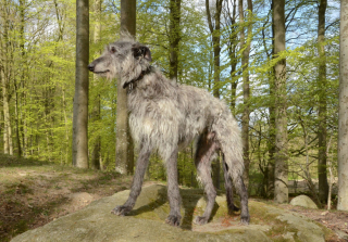 Illustration de l'article : 13 parmi les races de chiens les plus imposantes