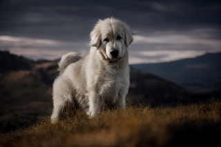 Illustration de l'article : 13 parmi les races de chiens les plus imposantes