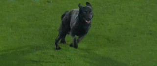 Illustration de l'article : Un chien s'invite sur un terrain de football en plein match, mais s'intéresse plus aux câlins qu'au ballon (vidéo)