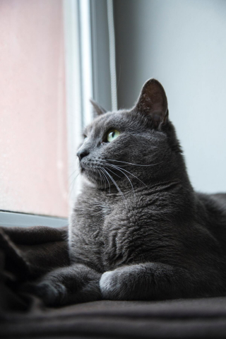 Illustration de l'article :  Sans que l’on ne puisse expliquer comment, ni pourquoi, ce chat a disparu pendant 5 ans à 135 kilomètres de chez lui