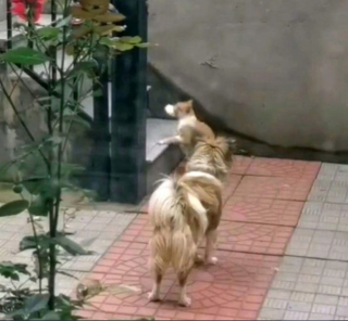 Illustration de l'article : Une femme a surpris son chien en train de partager son repas avec un chat errant, et a capturé ce moment de générosité (vidéo)