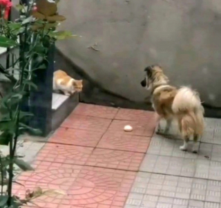 Illustration de l'article : Une femme a surpris son chien en train de partager son repas avec un chat errant, et a capturé ce moment de générosité (vidéo)