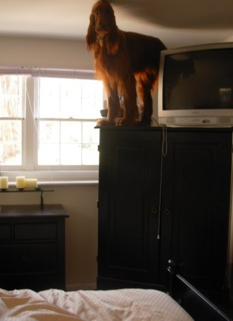 https://www.pets-dating.com/assets/ckeditor/2023/mar/actualities/1677/xl/10-64.jpg