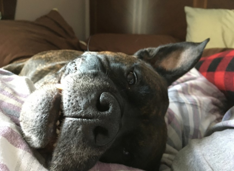 https://www.pets-dating.com/assets/ckeditor/2023/mar/actualities/1677/xl/xx-photos-d-animaux-de-compagnie-ayant-reserve-de-droles-de-surprises-matinales-a-leurs-humains-57cc11374.jpg