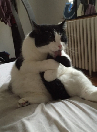 Illustration de l'article : 12 photos d'animaux de compagnie ayant réservé de drôles de surprises matinales à leurs humains