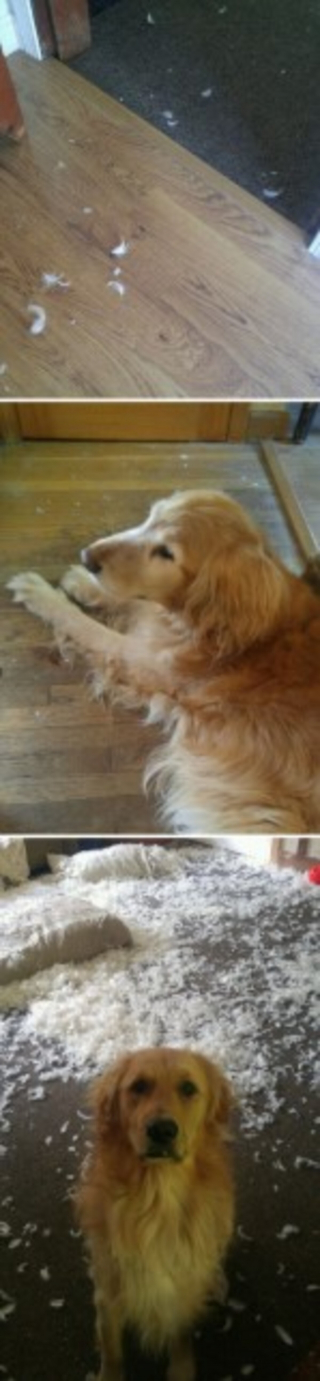 Illustration de l'article : 12 photos d'animaux de compagnie ayant réservé de drôles de surprises matinales à leurs humains