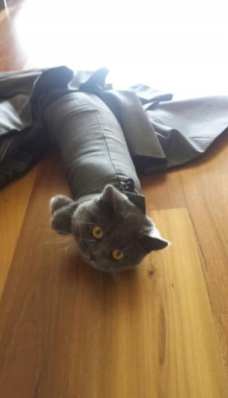 Illustration de l'article : 12 photos d'animaux de compagnie ayant réservé de drôles de surprises matinales à leurs humains