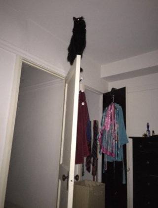 Illustration de l'article : 12 photos d'animaux de compagnie ayant réservé de drôles de surprises matinales à leurs humains