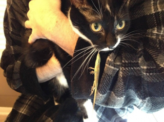 Illustration de l'article : 12 photos d'animaux de compagnie ayant réservé de drôles de surprises matinales à leurs humains