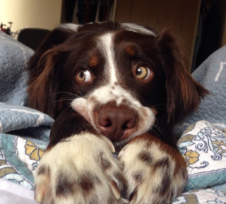 Illustration de l'article : 12 photos d'animaux de compagnie ayant réservé de drôles de surprises matinales à leurs humains