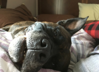 Illustration de l'article : 12 photos d'animaux de compagnie ayant réservé de drôles de surprises matinales à leurs humains