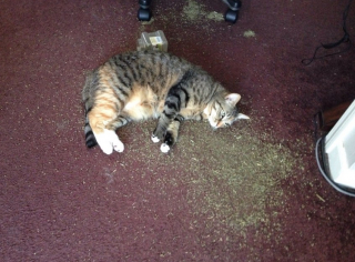 Illustration de l'article : 12 photos d'animaux de compagnie ayant réservé de drôles de surprises matinales à leurs humains