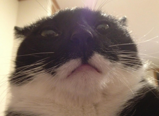 Illustration de l'article : 12 photos d'animaux de compagnie ayant réservé de drôles de surprises matinales à leurs humains