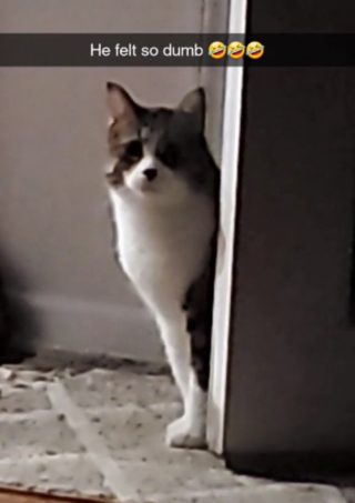 Illustration de l'article : Vidéo : Ce chat gratte désespérément à la porte et se sent ridicule lorsqu’il découvre qu’elle était déjà ouverte