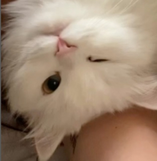 Illustration de l'article : Cette chatte partage un tendre rituel avec sa maîtresse avant chaque repas (vidéo)