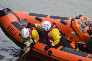 Illustration de l'article : Des sauveteurs en mer viennent en aide à un félin tombé dans une rivière et glacé