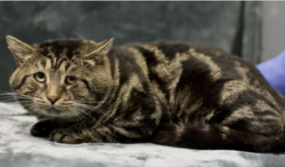 Illustration de l'article : L'histoire d'un chat au regard triste et n'aimant pas manger seul suscite une vague d'émotion