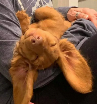 Illustration de l'article : 13 photos de chiens déployant leurs grandes oreilles pour mieux vous entendre et vous séduire