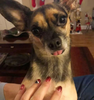 Illustration de l'article : 13 photos de chiens déployant leurs grandes oreilles pour mieux vous entendre et vous séduire