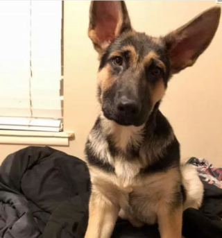 Illustration de l'article : 13 photos de chiens déployant leurs grandes oreilles pour mieux vous entendre et vous séduire