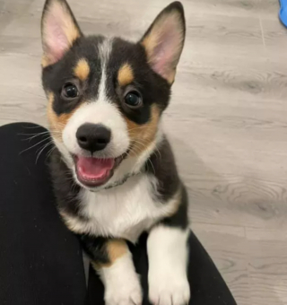 Illustration de l'article : 13 photos de chiens déployant leurs grandes oreilles pour mieux vous entendre et vous séduire