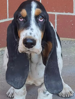 Illustration de l'article : 13 photos de chiens déployant leurs grandes oreilles pour mieux vous entendre et vous séduire