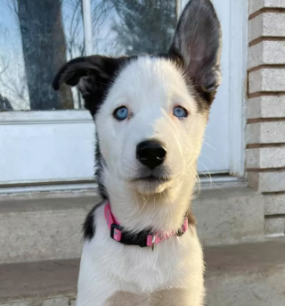Illustration de l'article : 13 photos de chiens déployant leurs grandes oreilles pour mieux vous entendre et vous séduire