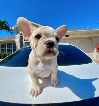 Illustration de l'article : 13 photos de chiens déployant leurs grandes oreilles pour mieux vous entendre et vous séduire