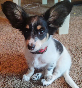 Illustration de l'article : 13 photos de chiens déployant leurs grandes oreilles pour mieux vous entendre et vous séduire