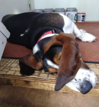 Illustration de l'article : 13 photos de chiens déployant leurs grandes oreilles pour mieux vous entendre et vous séduire