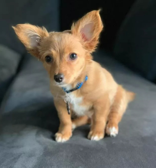 Illustration de l'article : 13 photos de chiens déployant leurs grandes oreilles pour mieux vous entendre et vous séduire