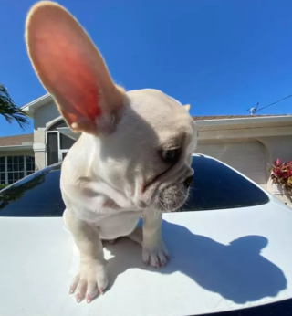 Illustration de l'article : 13 photos de chiens déployant leurs grandes oreilles pour mieux vous entendre et vous séduire