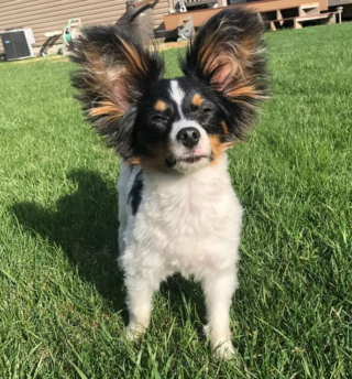 Illustration de l'article : 13 photos de chiens déployant leurs grandes oreilles pour mieux vous entendre et vous séduire