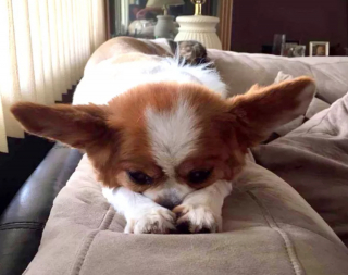 Illustration de l'article : 13 photos de chiens déployant leurs grandes oreilles pour mieux vous entendre et vous séduire