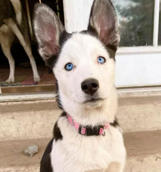 Illustration de l'article : 13 photos de chiens déployant leurs grandes oreilles pour mieux vous entendre et vous séduire