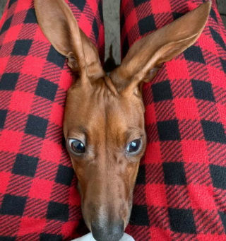 Illustration de l'article : 13 photos de chiens déployant leurs grandes oreilles pour mieux vous entendre et vous séduire