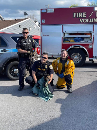 Illustration de l'article : Un chien se retrouve pris au piège d’un canal et s’en sort grâce à l’intervention des pompiers